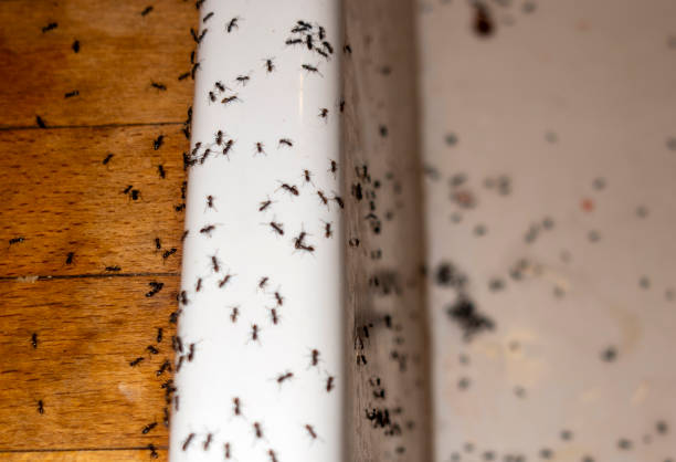 Best Residential Pest Control  in Koontz Lake, IN