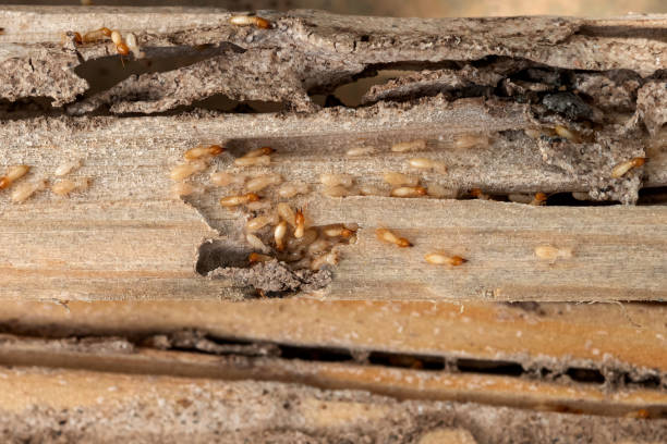 Professional Pest Control in Koontz Lake, IN